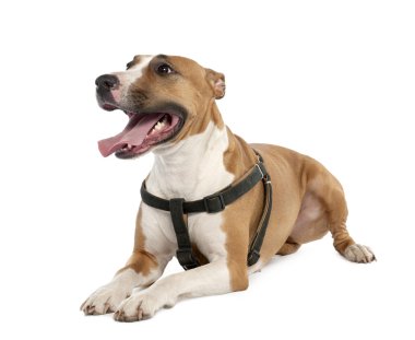 Mixed-Breed Dog between a bull terrier and a boxer (3 years old) clipart