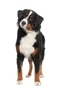 Bernese mountain dog (14 months old) clipart