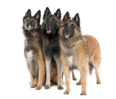 Belgian Tervuren ( 6, 3 and 2 years old) clipart