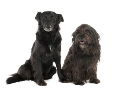 Çift kenar kömür ocağı ve gos d'atu ile karışık-breed köpek