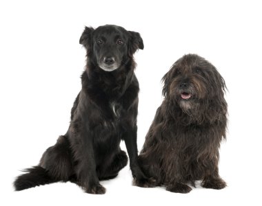 Couple of a Mixed-Breed Dog with a Border Collie and a Gos d'Atu clipart