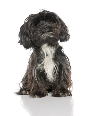 Mixed-Breed Dog between a yorkshire and a Lhasa Apso (2 years ol clipart