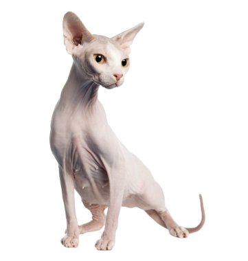 Sphynx (4 yaşında)