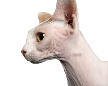 sphynx kedi, 4 yıl yaşlı, beyaz arka plan, stüdyo çekim yan görünüm