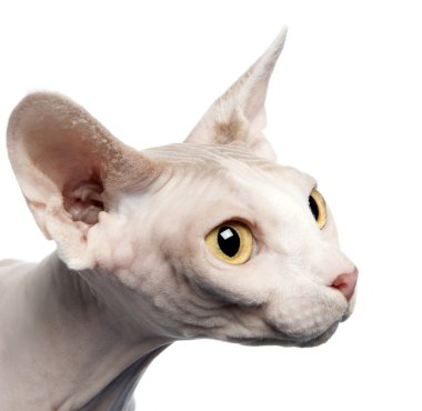 sphynx kedi, 4 yıl yaşlı, beyaz arka plan, stüdyo çekim yan görünüm