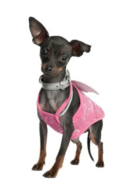 Pinscher (10 aylık)