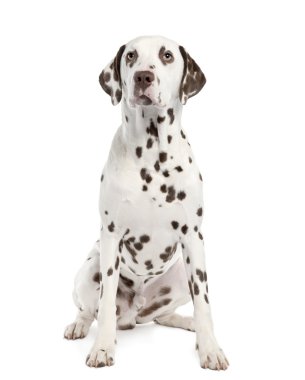 Dalmatian clipart