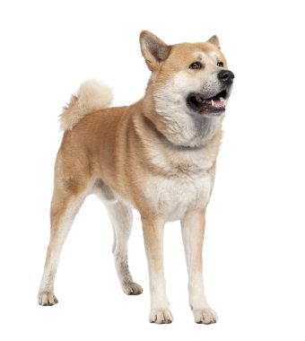 Akita inu clipart