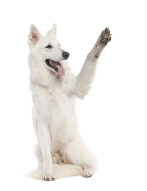 White Shepherd Dog (1 year old) clipart