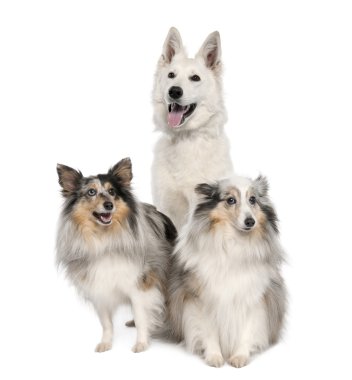 Group of a White Shepherd Dog and two shelties clipart