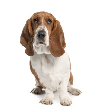 Basset Hound (1 year old) in front of a white background