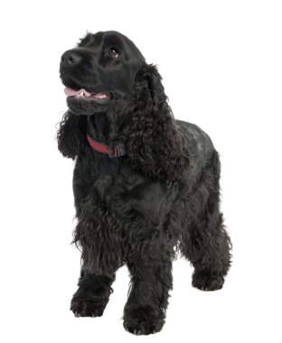 İngiliz Cocker Spaniel (2 yaşında)