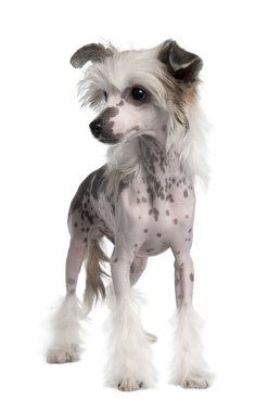 Hairless Chinese Crested dog, 3 years old clipart