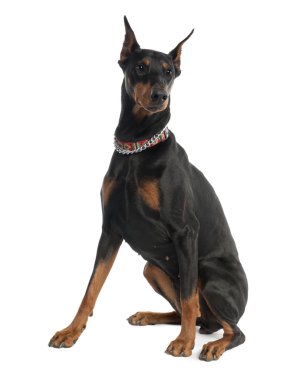 Doberman Pinscher (5 years old) clipart