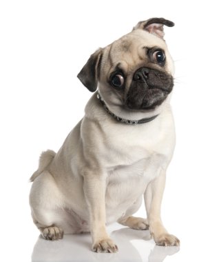 Pug (18 months old) clipart