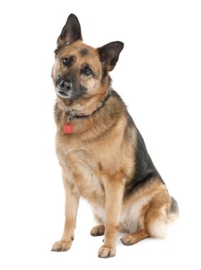 German shepherd (5 years old) alsatian, police dog clipart