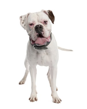 White Boxer (14 months) clipart