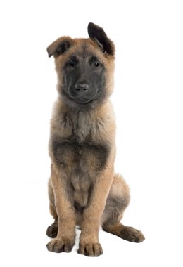 Puppy Belgian Tervuren (3 months) clipart