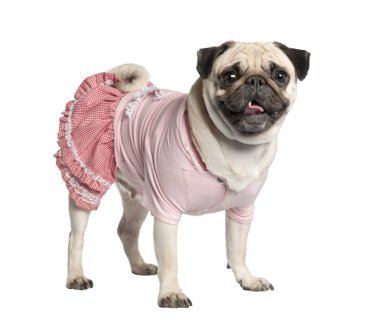 Dressed pug (4 years) clipart