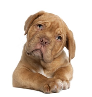 Dogue de Bordeaux puppy, 10 weeks old, lying in front of white background