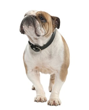 English Bulldog (6 years old) clipart