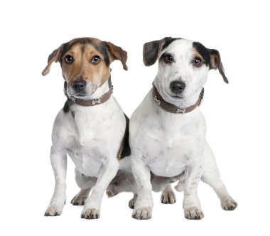 Couple of two Jack russells (2 and 3 years old) clipart