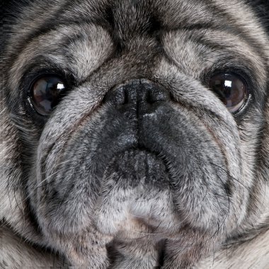 Close-up on a pug (8 years) clipart