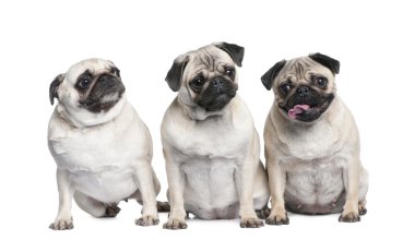 Group of three pug in a row clipart