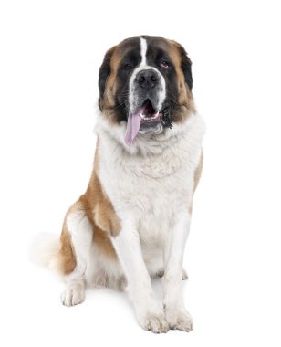 Saint Bernard (13 aylık nefes nefese)