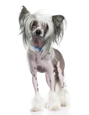 Chinese Crested Dog - Hairless (16 months) clipart