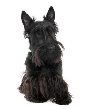 Scottish Terrier (16 months old) clipart