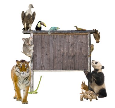 Group of wild animals around a blank wooden sign clipart