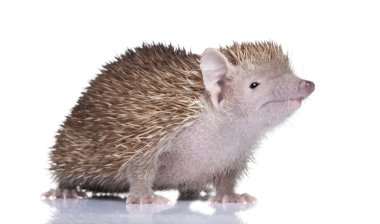 daha az kirpi tenrec - echinops telfairi