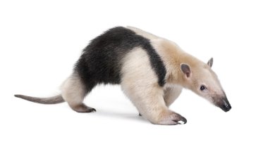 yakalı karıncayiyen - tamandua tetradactyla