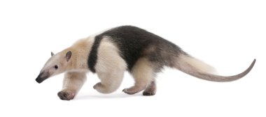 yakalı karıncayiyen - tamandua tetradactyla