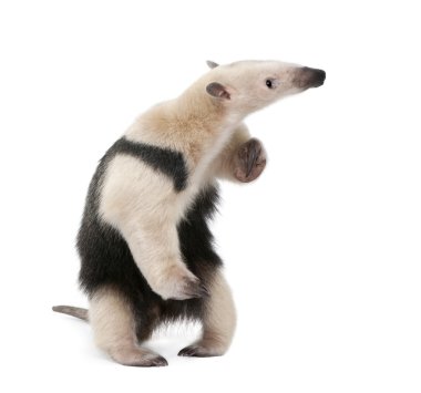 Collared Anteater, Tamandua tetradactyla, standing in front of w clipart