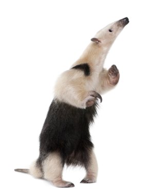 yakalı anteater ayakta arka ayakları, tamandua tetradactyla,