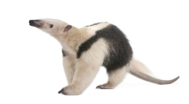 yakalı karıncayiyen - tamandua tetradactyla