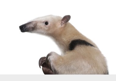 Collared Anteater going out from behind a grey blank panel - Tam clipart