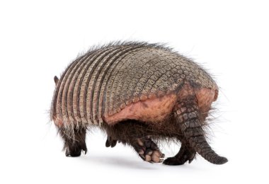 Rear view of Armadillo, Dasypodidae Cingulata, walking in front clipart