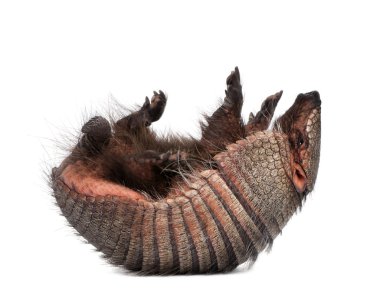 Armadillo, Dasypodidae Cingulata, lying on back in front of whit clipart
