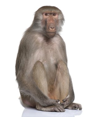 Baboon - Simia hamadryas clipart