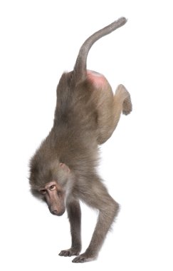 Baboon performing a hand stand - Simia hamadryas clipart