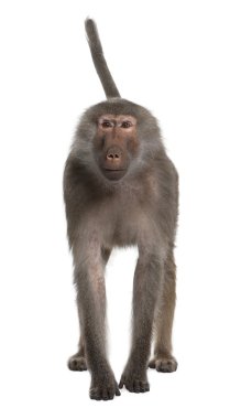 Portrait of Baboon, Simia hamadryas, standing in front of white clipart
