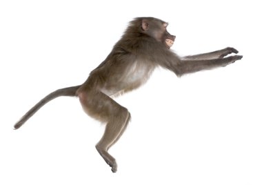 Side view of a Baboon jumping - Simia hamadryas clipart