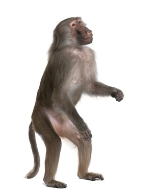 Baboon standing up - Simia hamadryas clipart