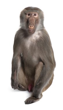 Baboon - Simia hamadryas clipart