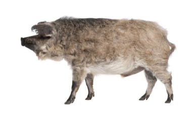 mangalitsa ya da kıvırcık saçlı domuz