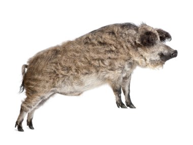 Mangalitsa or curly-hair hog standing in front of white backgrou clipart