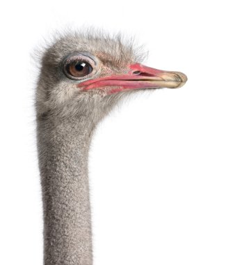 Close-up on a ostrich's head clipart